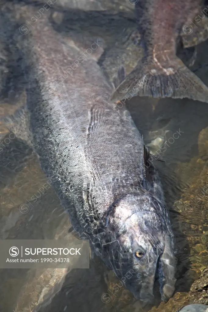 First Nations dipnetted chinook salmon, Moricetown Falls, Bulkley Valley, British Columbia