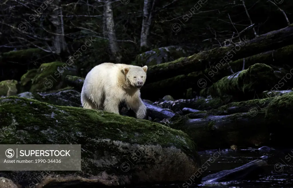 Kermode bear in the Great Bear Rainforest of British Columbia Canada