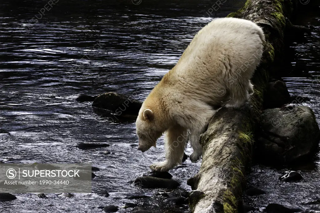 Kermode bear in the Great Bear Rainforest of British Columbia Canada