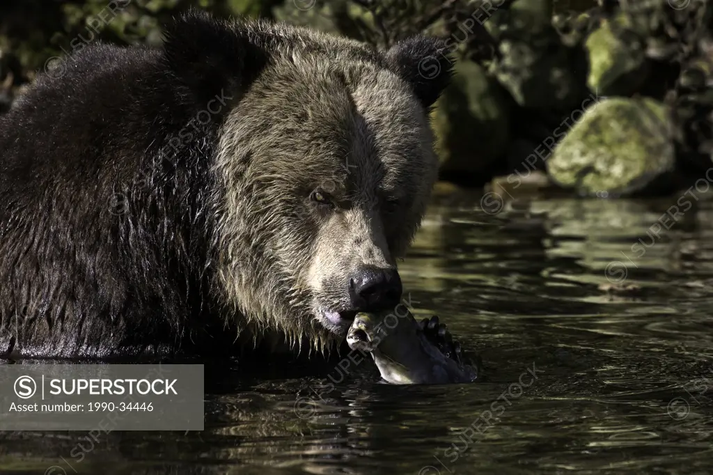 Grizzly bear in the Great Bear Rainforest of British Columbia Canada