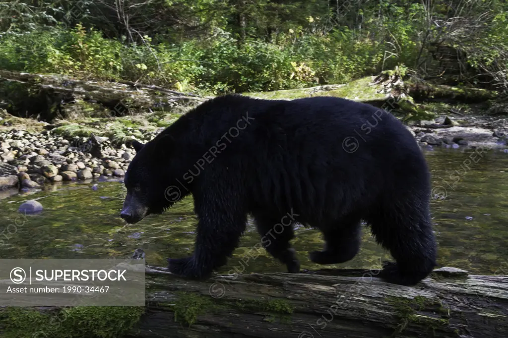 Black bear in the Great Bear Rainforest of British Columbia Canada