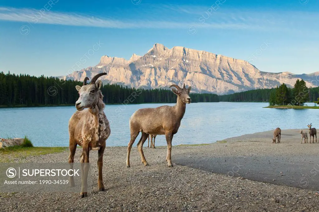 Rocky Mountain Bighorn Sheep at Two Jack Lake in Banff National Park, Alberta, Canada