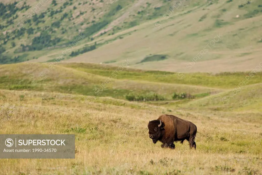 Plains Bison, Bison bison bison, Waterton Lakes National Park, Alberta, Canada