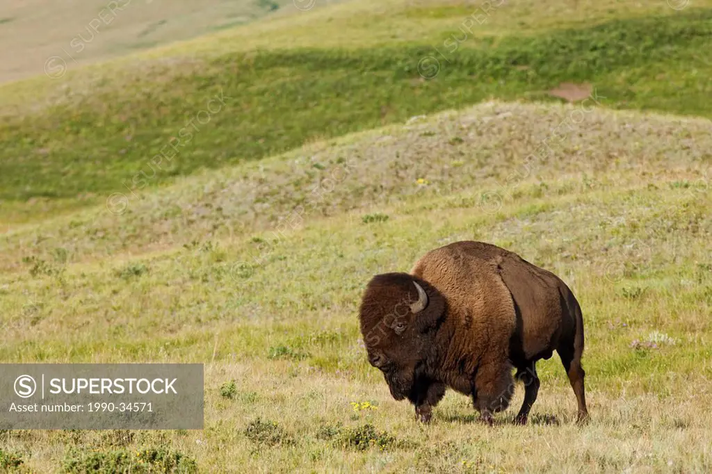 Plains Bison, Bison bison bison, Waterton Lakes National Park, Alberta, Canada