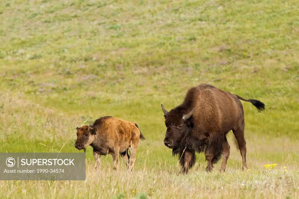Cow and Calf Plains Bison, Bison bison bison, Waterton Lakes National Park, Alberta, Canada
