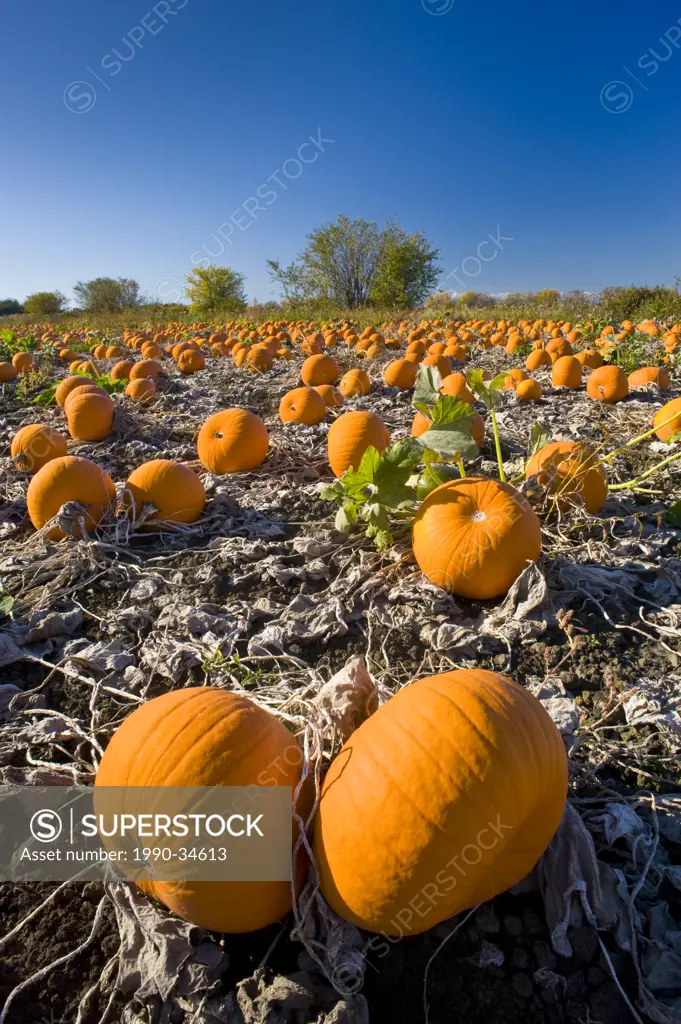 Field of pumpkins, Fraser Valley, British Columbia, Canada.