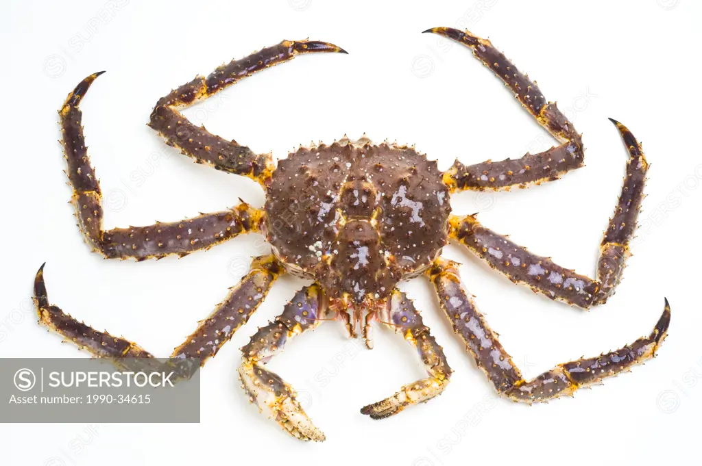 Alaskan Red King Crab. Paralitoides camtschaticus