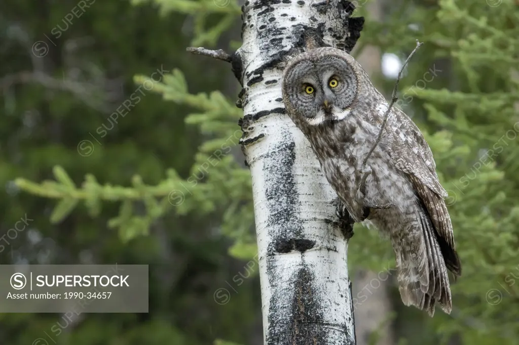 A Great Grey Owl is perched on the limb of a poplar tree in Banff National Park along the Bow Valley Parkway in the Canadian Rocky Mountains in Albert...