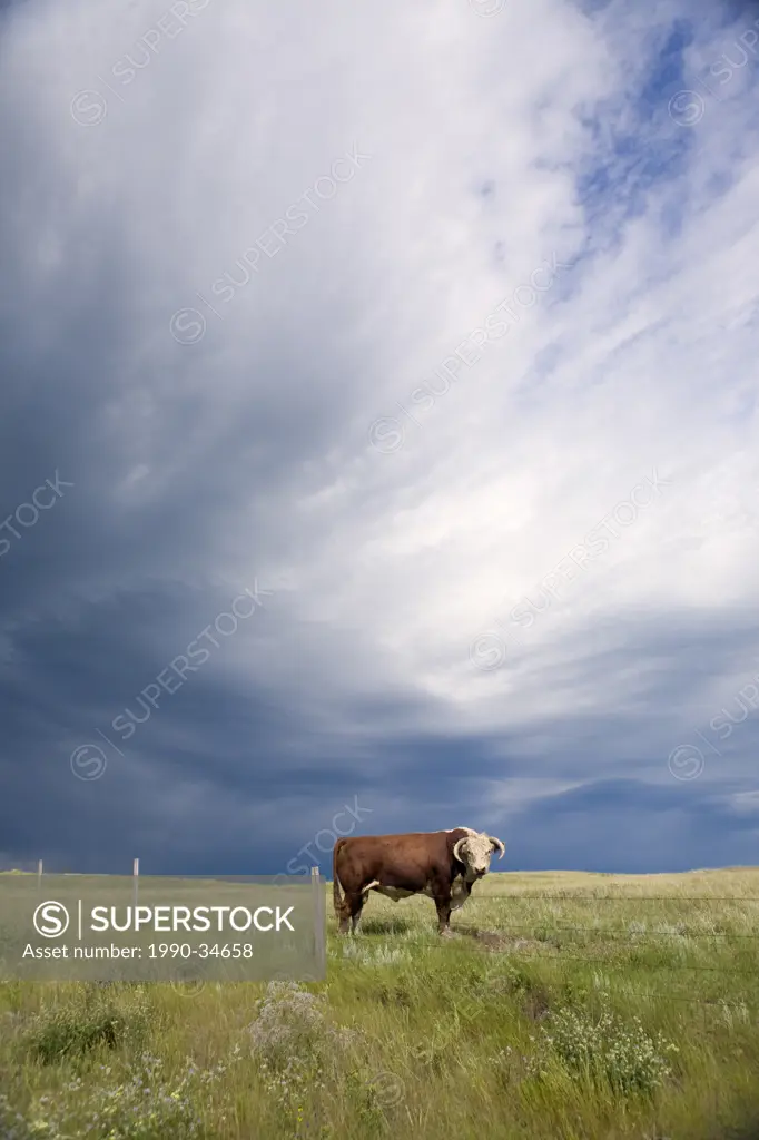 A herford bull walks through an Alberta field as a storm approaches