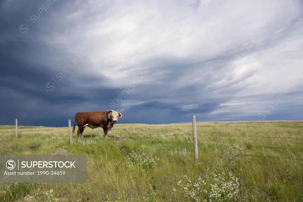 A herford bull walks through an Alberta field as a storm approaches