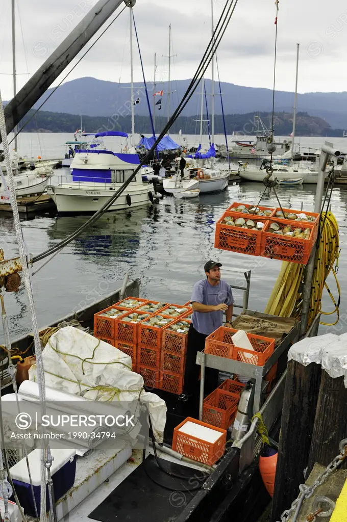 Fisherman unloading Gooey Ducks from his fish boat in Cowichan Bay, British Columbia, Canada