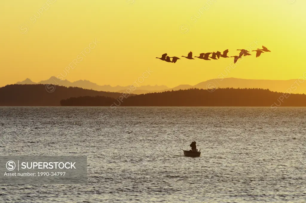 Flock of Canada Geese flying over man with binoculars in a boat at dawn in Satellite Channel near Vancouver Island, British Columbia, Canada