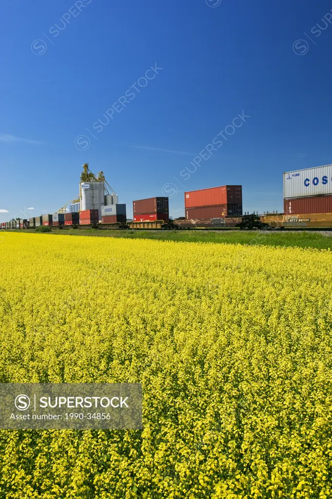 rail cars carrying containers pass a canola field and inland grain terminal near Portage la Prairie, Manitoba, Canada