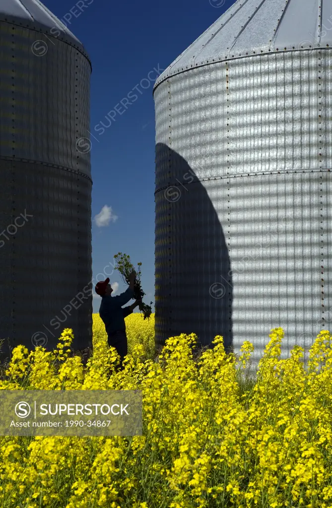 a man looks at bloom stage canola between two grain binssilos, Tiger Hills, Manitoba, Canada