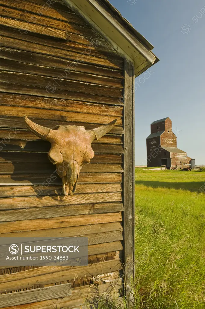 buffalo skull on old building, abandoned town of Bents, Saskatchewan, Canada
