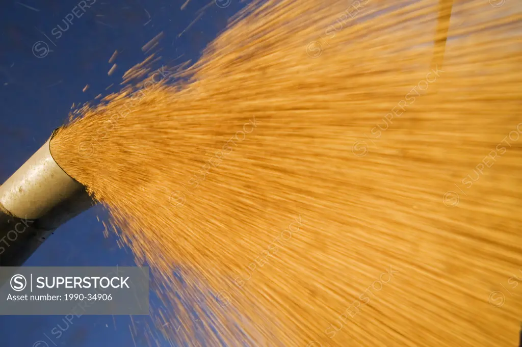 a combine harvester unloads soybeans into a farm truck during the harvest, near Lorette, Manitoba, Canada
