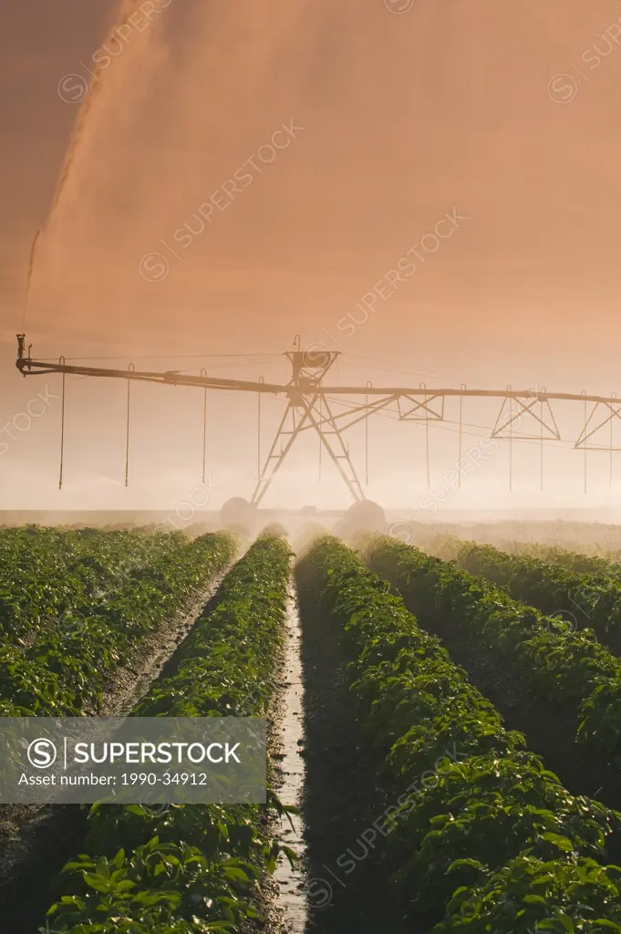 a center pivot irrigation system irrigates potatoes,Tiger Hills, Manitoba, Canada