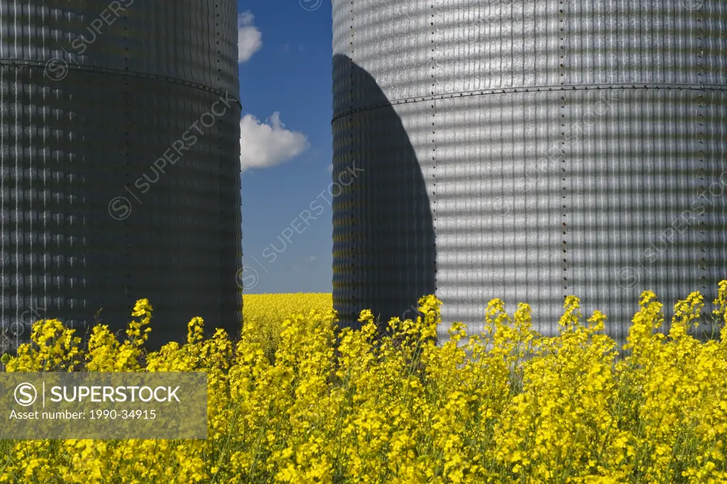 a field of bloom stage canola with grain binssilos, Tiger Hills, Manitoba, Canada