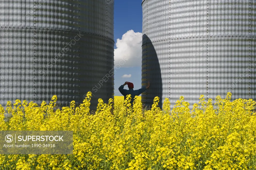 a man looks out over a field of bloom stage canola with grain binssilos in the background, Tiger Hills, Manitoba, Canada