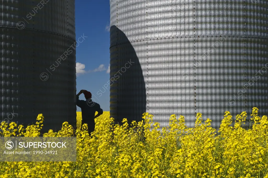 a man looks out over a field of bloom stage canola with grain binssilos in the background, Tiger Hills, Manitoba, Canada