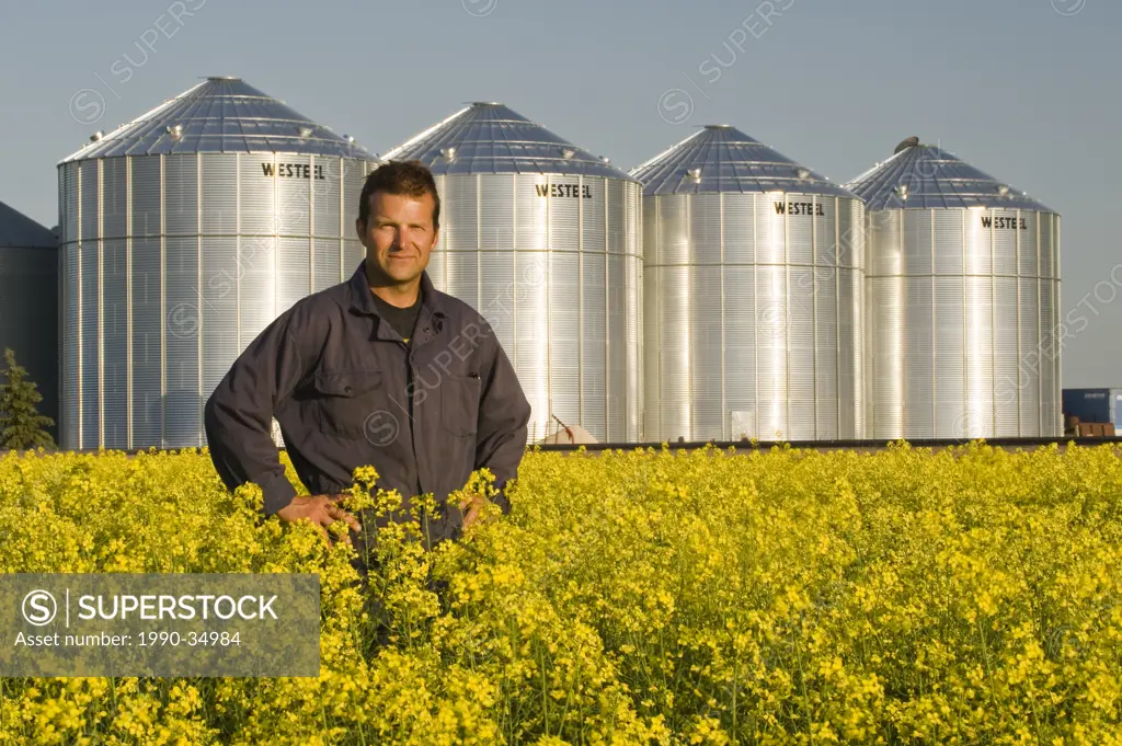 a farmer looks at his bloom stage canola with grain binssilos in the background, Lorette, Manitoba, Canada