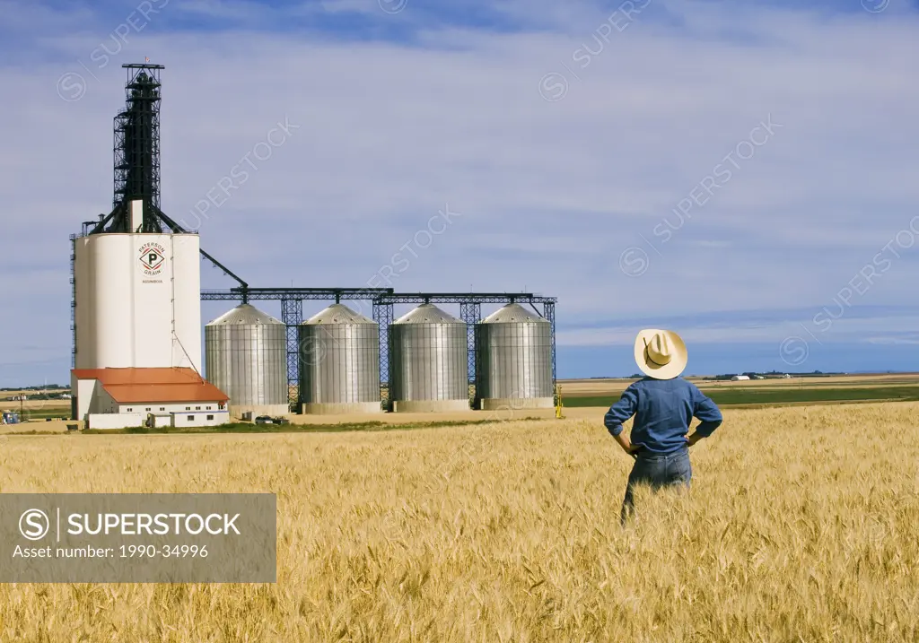 durum wheat field, inland grain terminal, Assiniboia, Saskatchewan , Canada