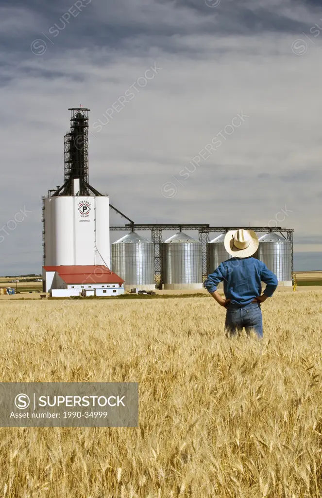 durum wheat, inland grain terminal, Assiniboia, Saskatchewan , Canada