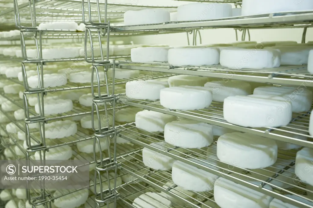 Fresh Cheese at the Natural Pastures production facility in Courtenay, The Comox Valley, Vancouver Island, British Columbia, Canada.