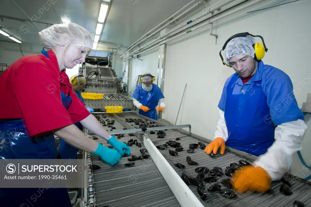 Employees at the Walcan Seafood processing facility on Quadra Island sort through fresh mussels as they roll down the conveyor belt for packaging.
