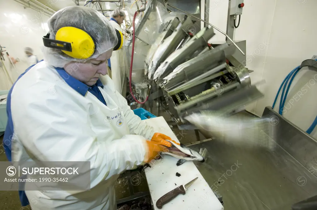 An employee in a production line at Walcan Seafoods processing plant on Quadra Island. British Columbia, Canada.