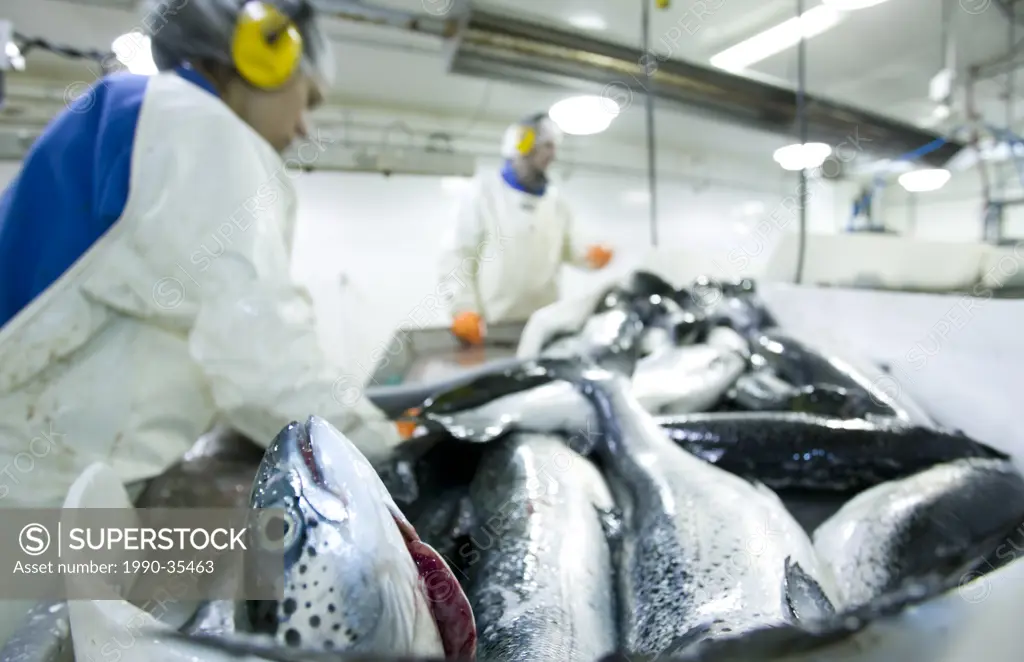 Fresh Atlantic Salmon are processed, heads_on, at the Walcan Seafood facility, Quadra Island, British Columbia, Canada.