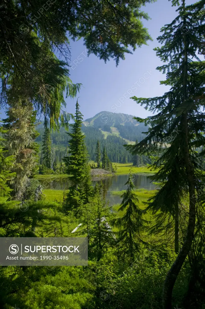 Mount Washington and Paradise Meadows are framed within a forest canopy while hiking along the trails of Paradise Meadows. Mount Washington, The Comox...