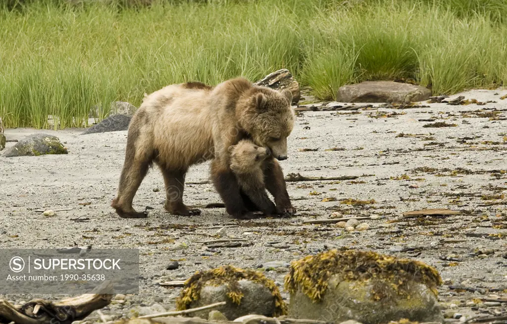 A young Grizzly cub and it´s mother playfight along the shores of Glendale Cove, a remote Grizzly bear watching area within Knight Inlet in British Co...