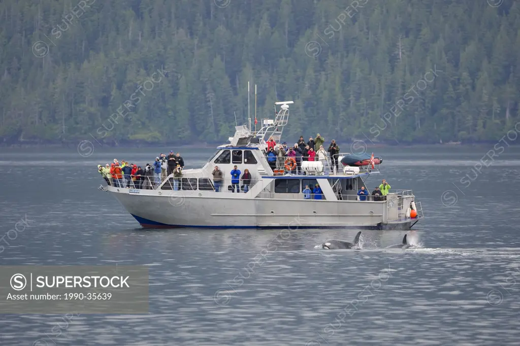 Whale watchers aboard the Lukwa are treated to a close encounter with some of the local Killer Whales that frequent the area. Telegraph Cove, Northern...