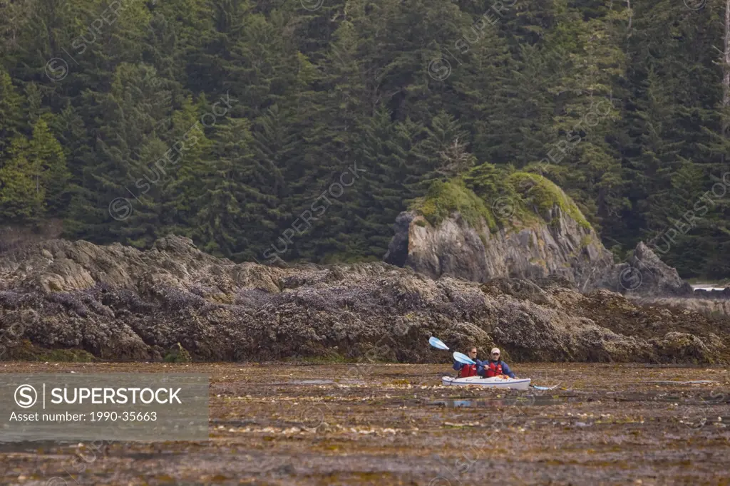 Kayakers paddle through dense kelp forests in the Kyuquot Sound area near Spring Island. Kyuquot Sound,Vancouver Island, British Columbia, Canada.
