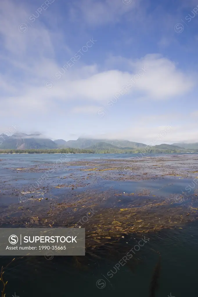 Rich kelp beds, teaming with life and crystal clear waters abound in the Kyuquot Sound area near Spring Island. Kyuquot Sound, Northern Vancouver Isla...