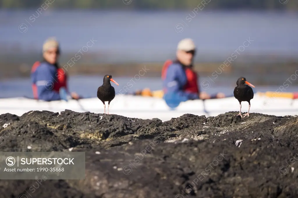 Oystercatchers make their presence known to all, including a passing kayak in the background. Spring Island, Kyuquot Sound, Northern Vancouver Island,...
