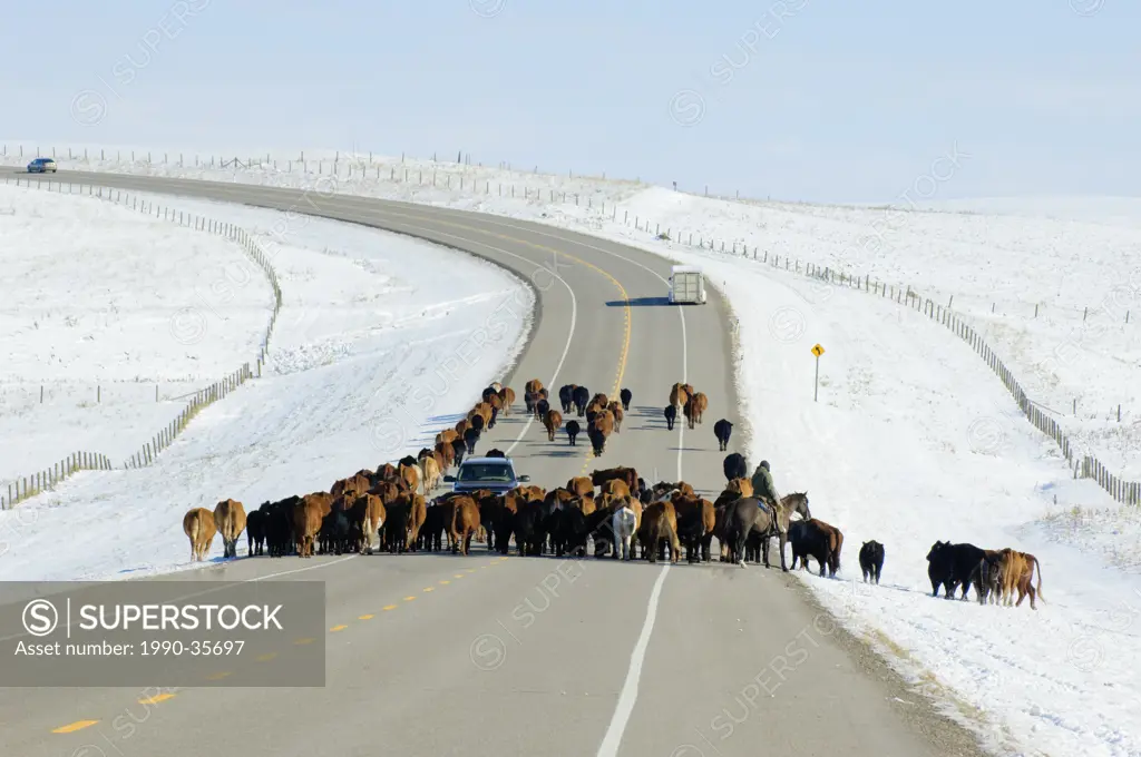 Cattle in roadway, southwest Alberta Canada.