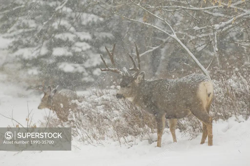 Mule Deer Odocoileus hemionus Male in snowstorm. Deer in mountainous areas migrate up and down seasonally to avoid heavy snows. Southwest Alberta Cana...