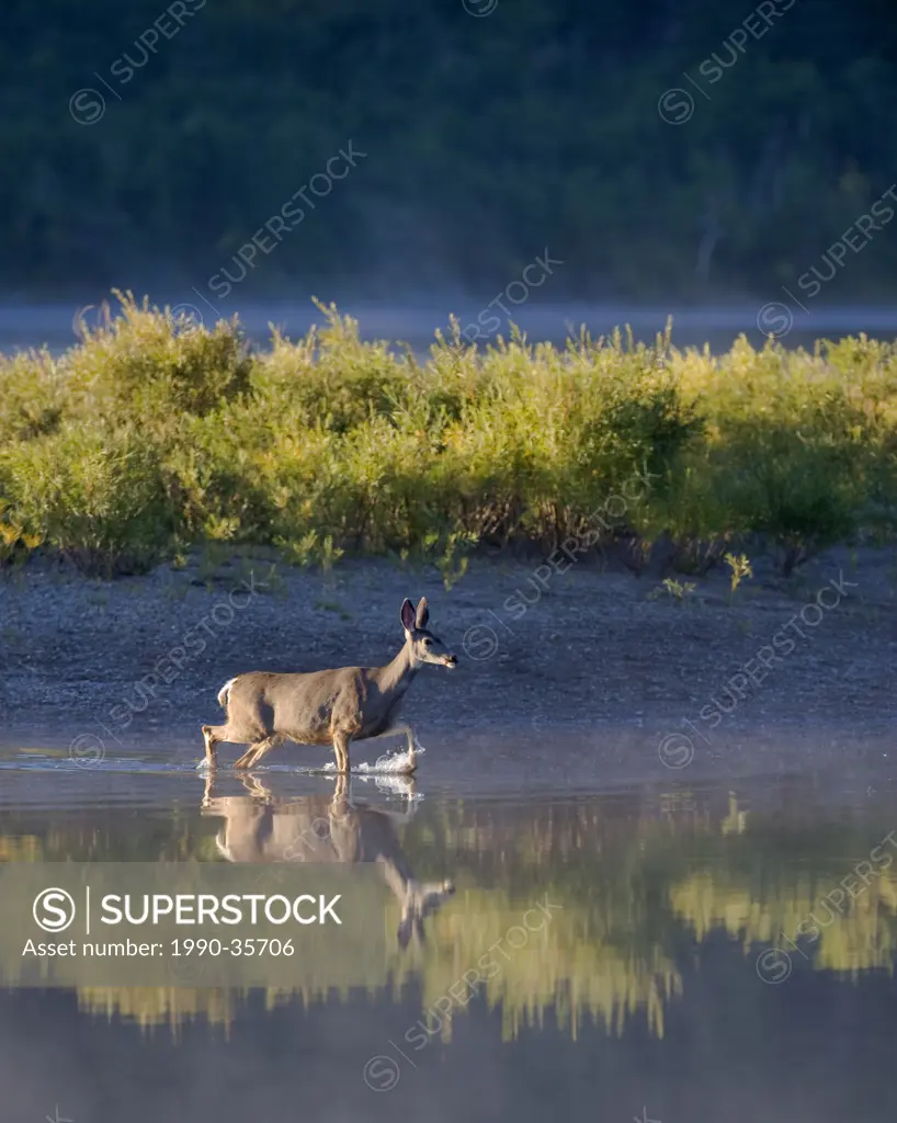 White_tailed Deer Odocoileus virginianus Female. This female crosses river before she seeks concealing cover in which to bed down. Southwest Alberta C...