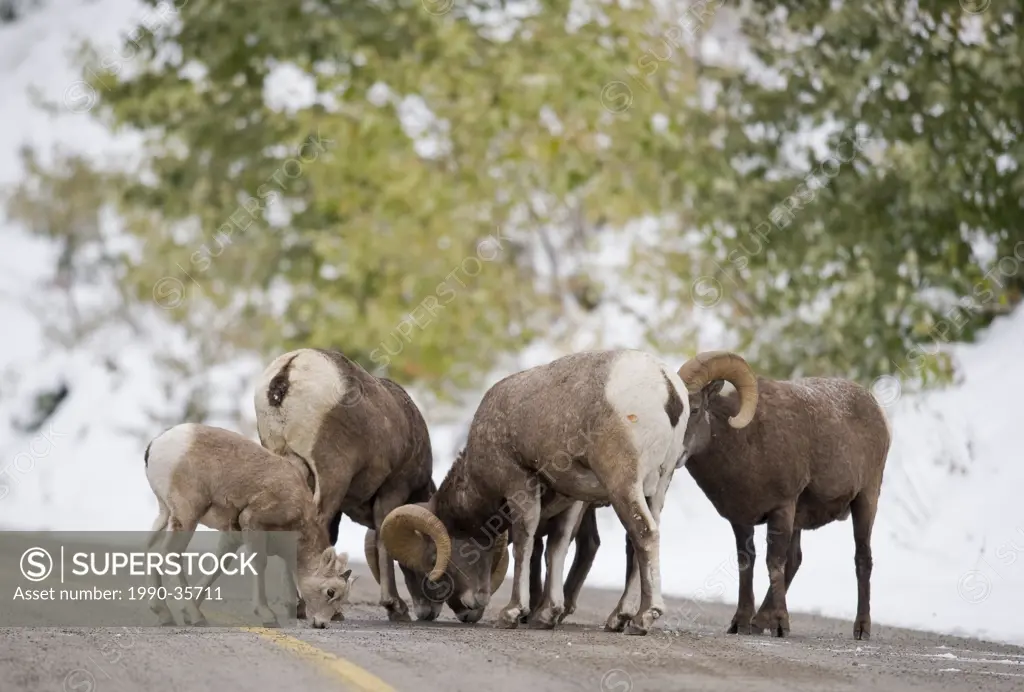 Bighorn Sheep Ovis canadensis Males. Licking minerals from sand applied for traction on winter roads. Waterton Lakes National Park southwest Alberta C...