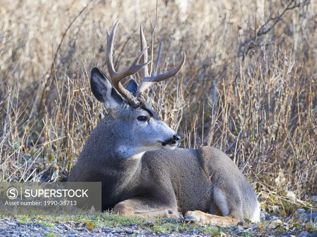 Mule Deer Odocoileus hemionus Male Resting. Primarily active in mornings and evenings and on moonlit nights they may also be active ar midday in winte...