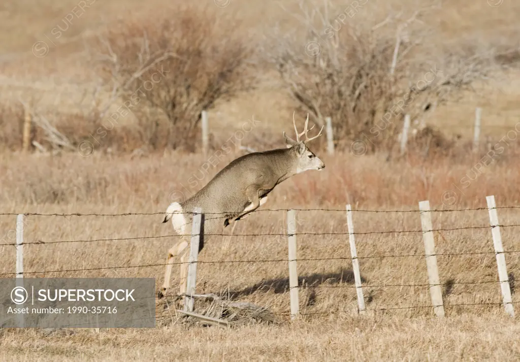 Mule Deer Odocoileus hemionus Male jumping fence. Excellant jumpers mule deer can clear ranch fences with ease although at times they will go under or...