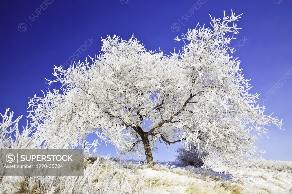 Hoar frost covered tree on a clear winter day. Westview Park, Winnipeg, Manitoba, Canada.