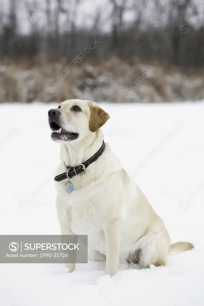 Yellow Labrador Retriever on a snowy winter day. Assiniboine Forest, Winnipeg, Manitoba, Canada.