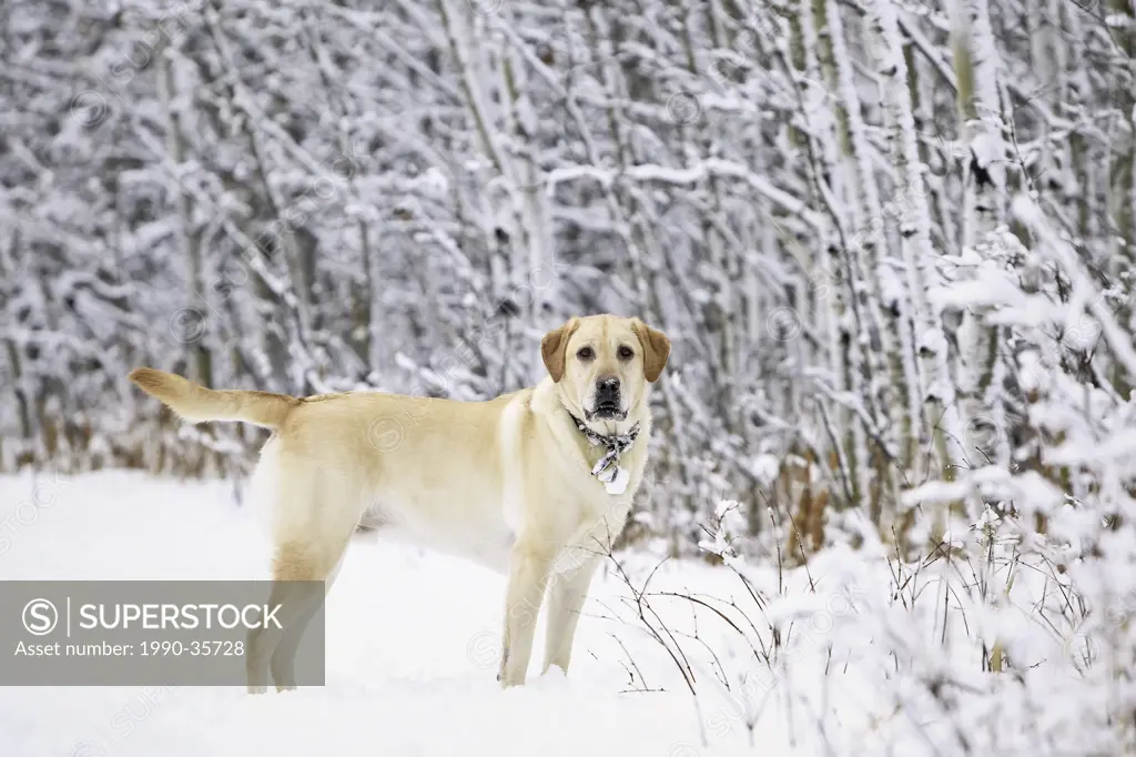 Yellow Labrador Retriever on a frosty winter day in the forest. Assiniboine Forest, Winnipeg, Manitoba, Canada.