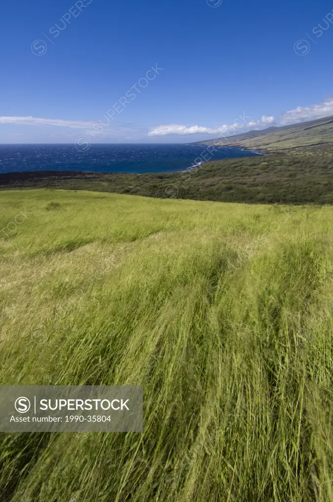 Open grassland at South end of Maui, Hawaii, United States