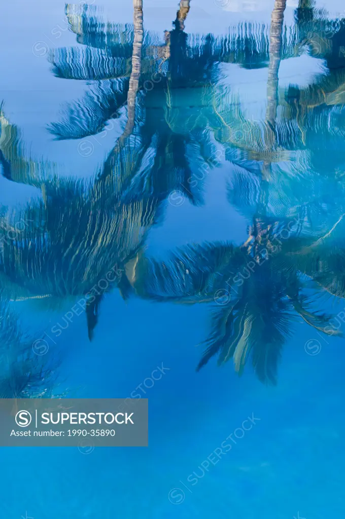 Palm tree reflections in resort pool at Wailea Beach, Maui, Hawaii, United States