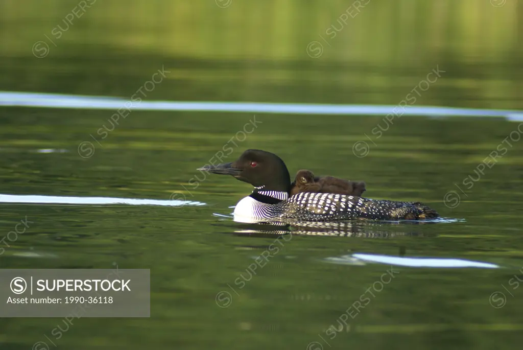 Common Loon with chick on back in muskoka Ontario Canada