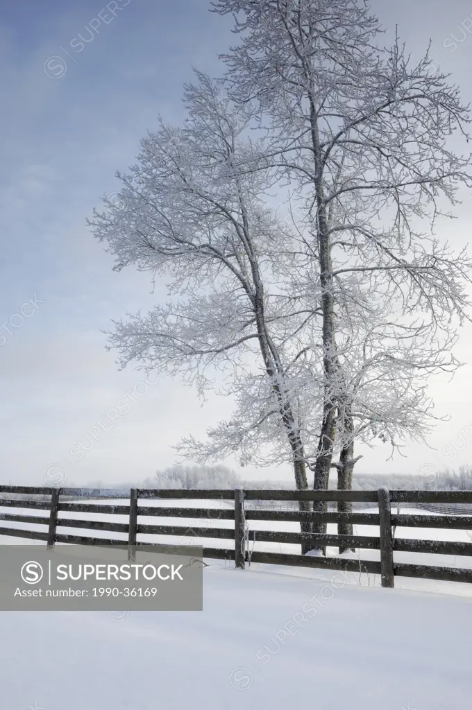 Winter _ fenceline and frosted tree, Strathcona County, Alberta, Canada